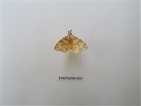 藏品(波斑毒蛾)的圖片